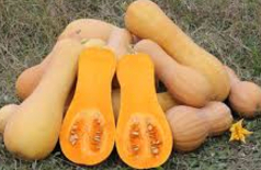 Squash - Butternut 